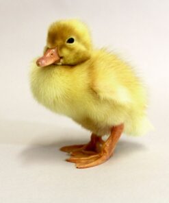 pekin grimaud ducks for sale near me