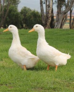 pekin grimaud hybrid ducks for sale 