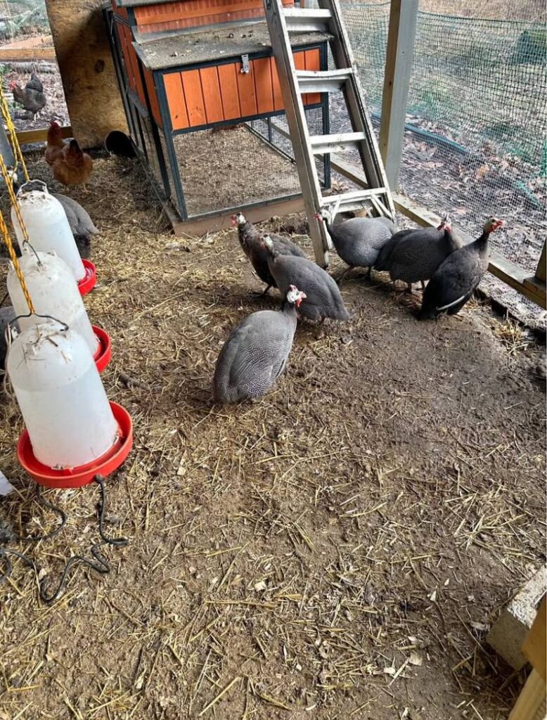 cheap peafowl for sale near me