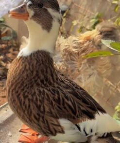australian spotted ducks for sale online