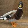 australian spotted ducks for sale online near me