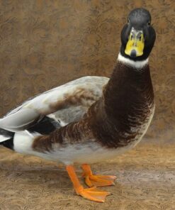 australian spotted ducks for sale online near me