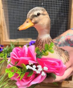 australian spotted ducks for sale online near me