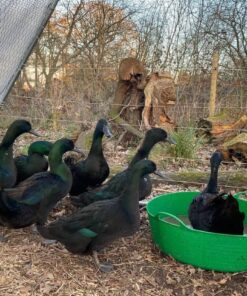 cayuga ducks for sale near me