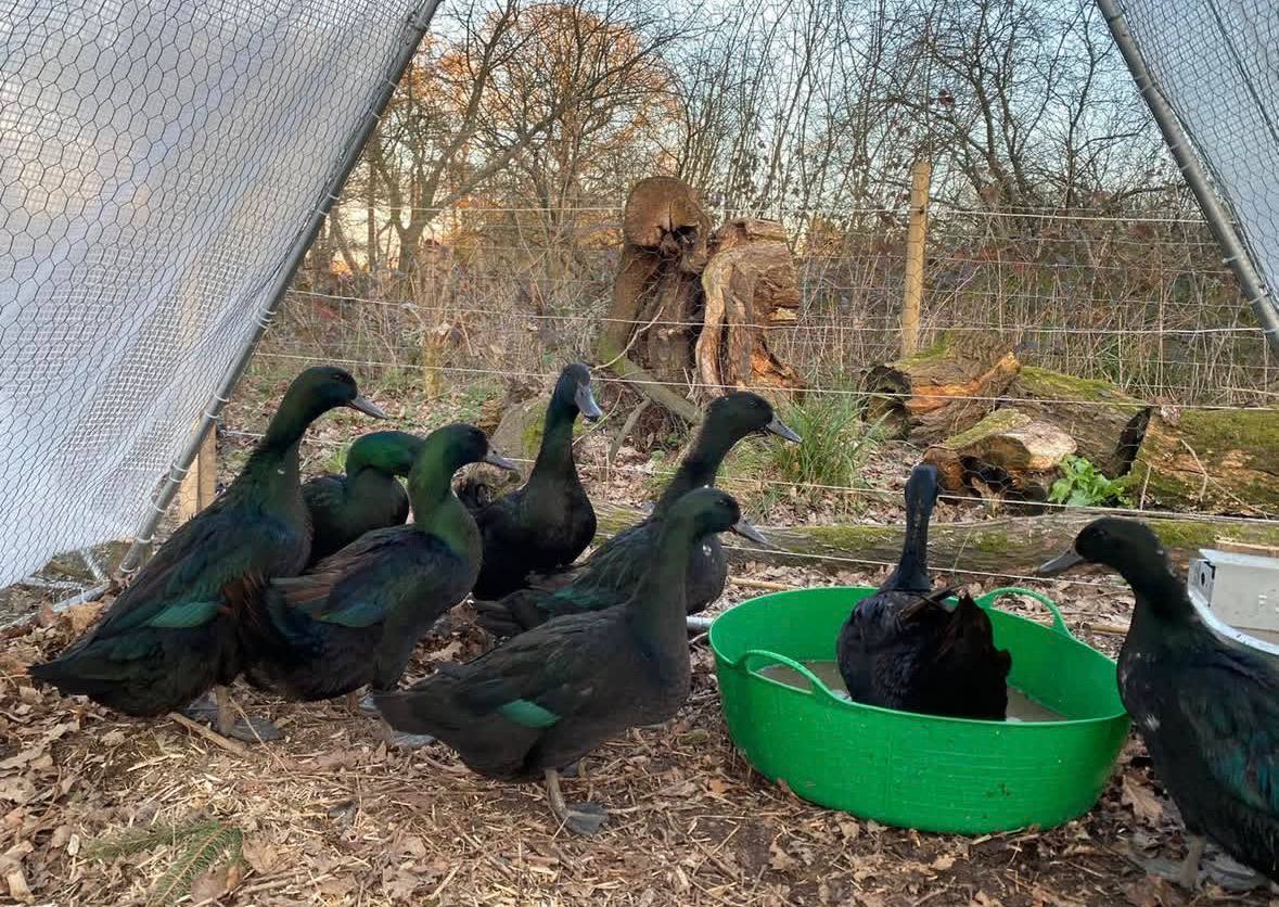 cayuga ducks for sale near me