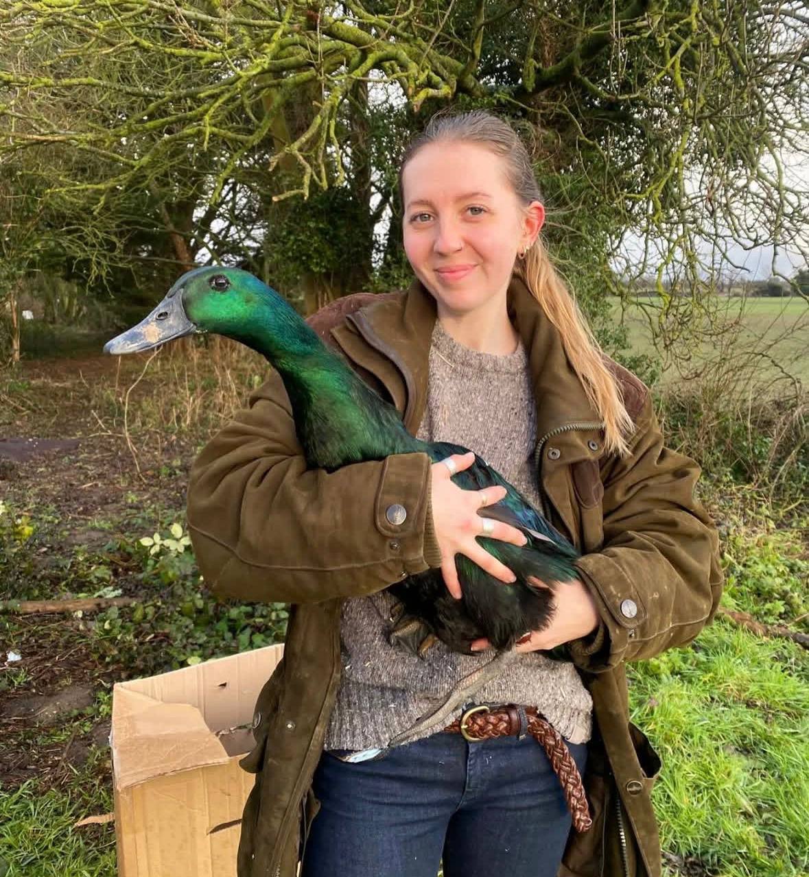 cayuga ducks for sale uk, cayuga ducks for sale near me