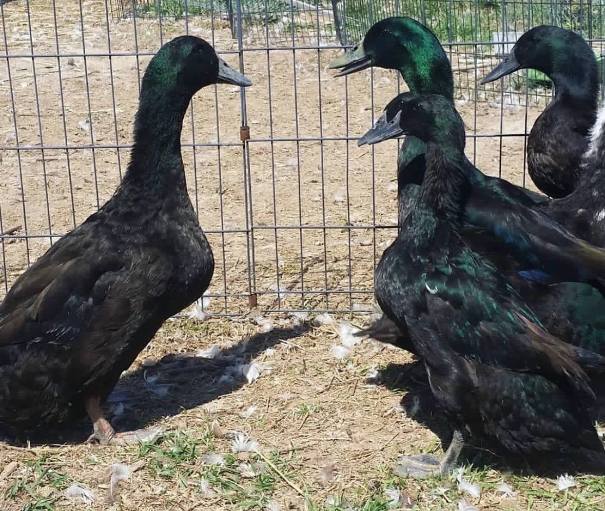 cayuga ducks for sale online