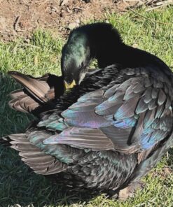 cayuga ducks for sale uk, cayuga ducks for sale near me