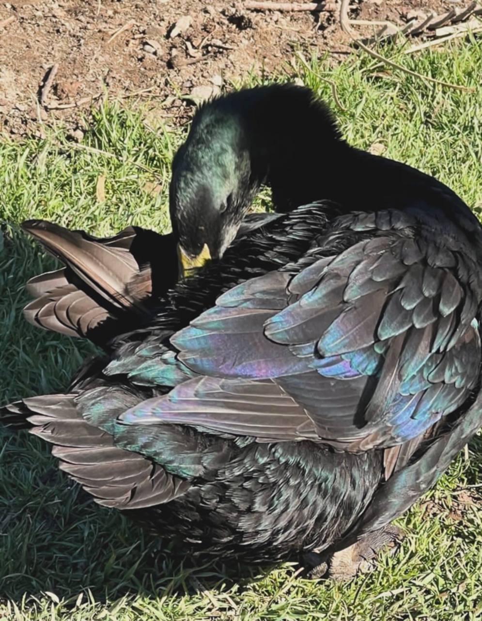 cayuga ducks for sale uk, cayuga ducks for sale near me