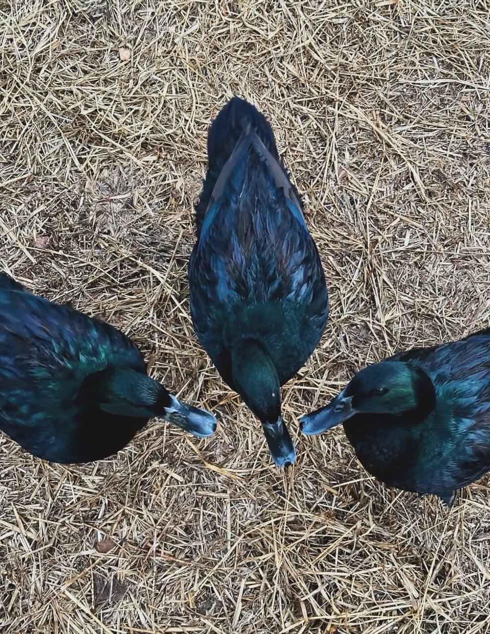 cayuga ducks for sale uk, cayuga ducks for sale near me