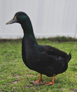 cayuga ducks for sale uk, cayuga ducks for sale near me