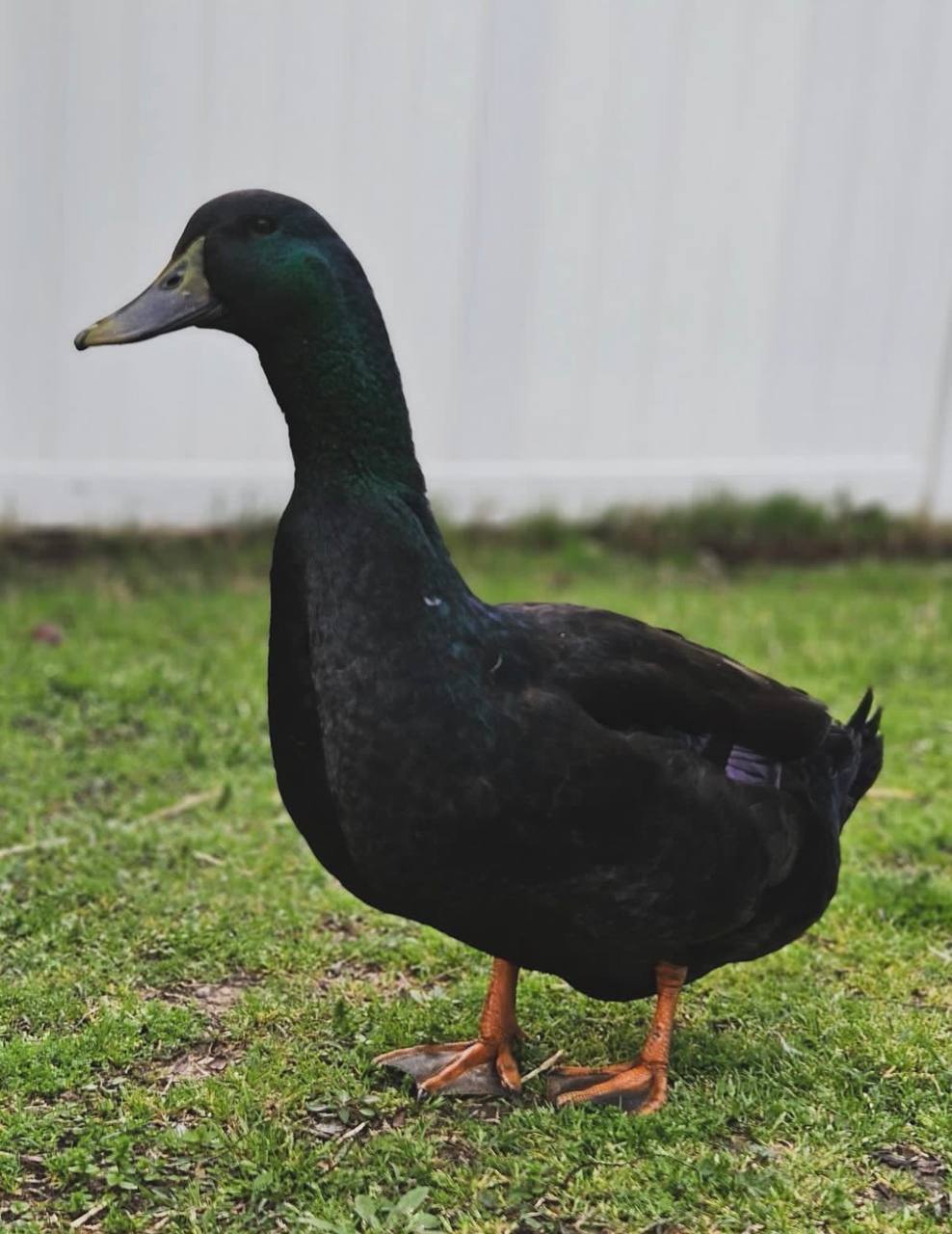 cayuga ducks for sale uk, cayuga ducks for sale near me