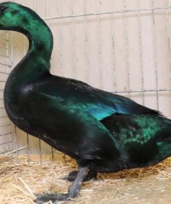 cayuga ducks for sale online, cayuga ducks for sale near me