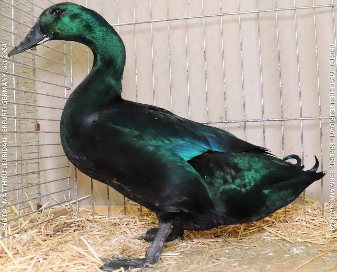 cayuga ducks for sale online, cayuga ducks for sale near me