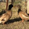 Khaki Campbell Ducks For Sale Online