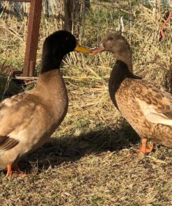 Khaki Campbell Ducks For Sale Online