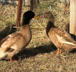 Khaki Campbell Ducks For Sale Online