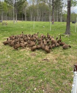 khaki Campbell Ducks For Sale online near me