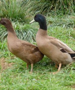 khaki Campbell Ducks For Sale Online near me