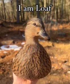 khaki campbell ducks for sale near me