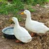 pekin grimaud hybrid ducks for sale near me