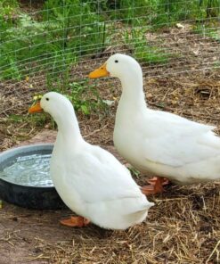 pekin grimaud hybrid ducks for sale near me