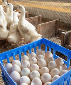 pekin grimaud hybrid ducks for sale near me