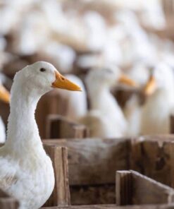 pekin grimaud hybrid ducks for sale near me