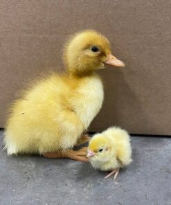 pekin grimaud hybrid ducks for sale near me