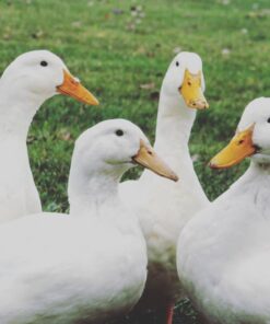 pekin grimaud hybrid ducks for sale near me