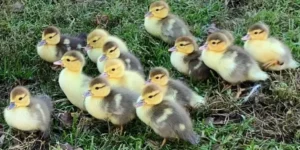 muscovy ducklings for sale online near me