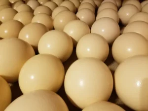 Ostrich Eggs