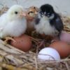 Barnevelder Hatching Eggs,where to buy Barnevelder Hatching Eggs,Barnevelder Hatching Eggs near me,hatching eggs