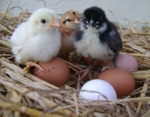 Barnevelder Hatching Eggs,where to buy Barnevelder Hatching Eggs,Barnevelder Hatching Eggs near me,hatching eggs