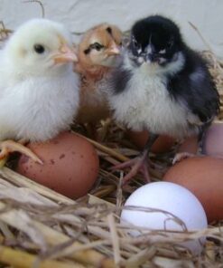 Araucana Hatching Eggs,where to buy Araucana Hatching Eggs,hatching eggs for sale,Araucana Hatching Eggs near me,crested poultry
