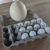 Ostrich Eggs,hatching eggs,where to buy Ostrich Eggs,Ostrich Eggs for sale,crested poultry