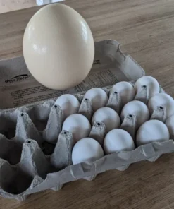 Ostrich Eggs,hatching eggs,where to buy Ostrich Eggs,Ostrich Eggs for sale,crested poultry
