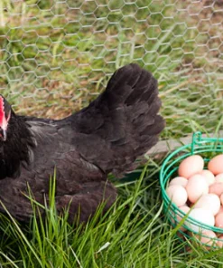 Australorp Hatching Eggs,where to buy Australorp Hatching Eggs,Australorp Hatching Eggs near me-,hatching eggs