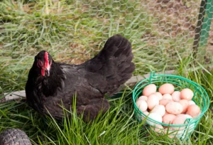 Australorp Hatching Eggs,where to buy Australorp Hatching Eggs,Australorp Hatching Eggs near me-,hatching eggs