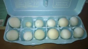 Araucana Hatching Eggs 