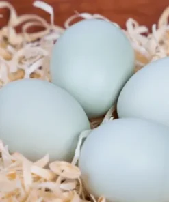 Araucana Hatching Eggs,where to buy Araucana Hatching Eggs,hatching eggs for sale,Araucana Hatching Eggs near me,crested poultry