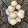 Orpington Hatching Eggs,hatching time , where to buy Orpington Hatching Eggs, Orpington Hatching Eggs for sale,crested poultry