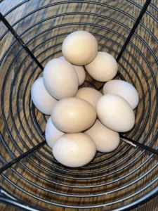 Orpington Hatching Eggs,hatching time , where to buy Orpington Hatching Eggs, Orpington Hatching Eggs for sale,crested poultry