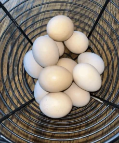 Orpington Hatching Eggs,hatching time , where to buy Orpington Hatching Eggs, Orpington Hatching Eggs for sale,crested poultry