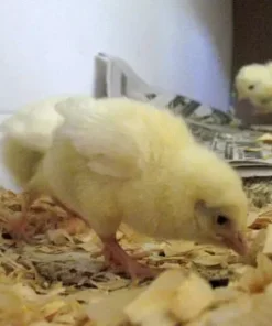 Leghorn Hatching Eggs,hatching eggs,Leghorn Hatching Eggs near me,where to buy Leghorn Hatching Eggs,crested poultry