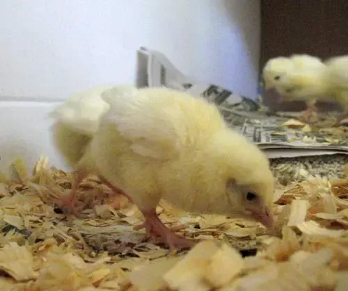 Leghorn Hatching Eggs,hatching eggs,Leghorn Hatching Eggs near me,where to buy Leghorn Hatching Eggs,crested poultry