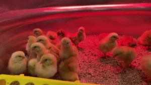 Leghorn Hatching Eggs