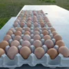 Australorp Hatching Eggs,where to buy Australorp Hatching Eggs,Australorp Hatching Eggs near me-,hatching eggs