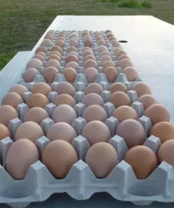 Australorp Hatching Eggs,where to buy Australorp Hatching Eggs,Australorp Hatching Eggs near me-,hatching eggs