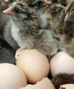 Brahma Chicken Eggs,where to buy Brahma Chicken Eggs,Brahma Chicken Eggs for sale ,Hatching eggs near me,crested poultry hatching eggs